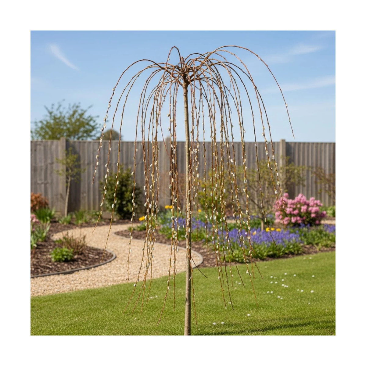 Saule marsault pleureur, Salix