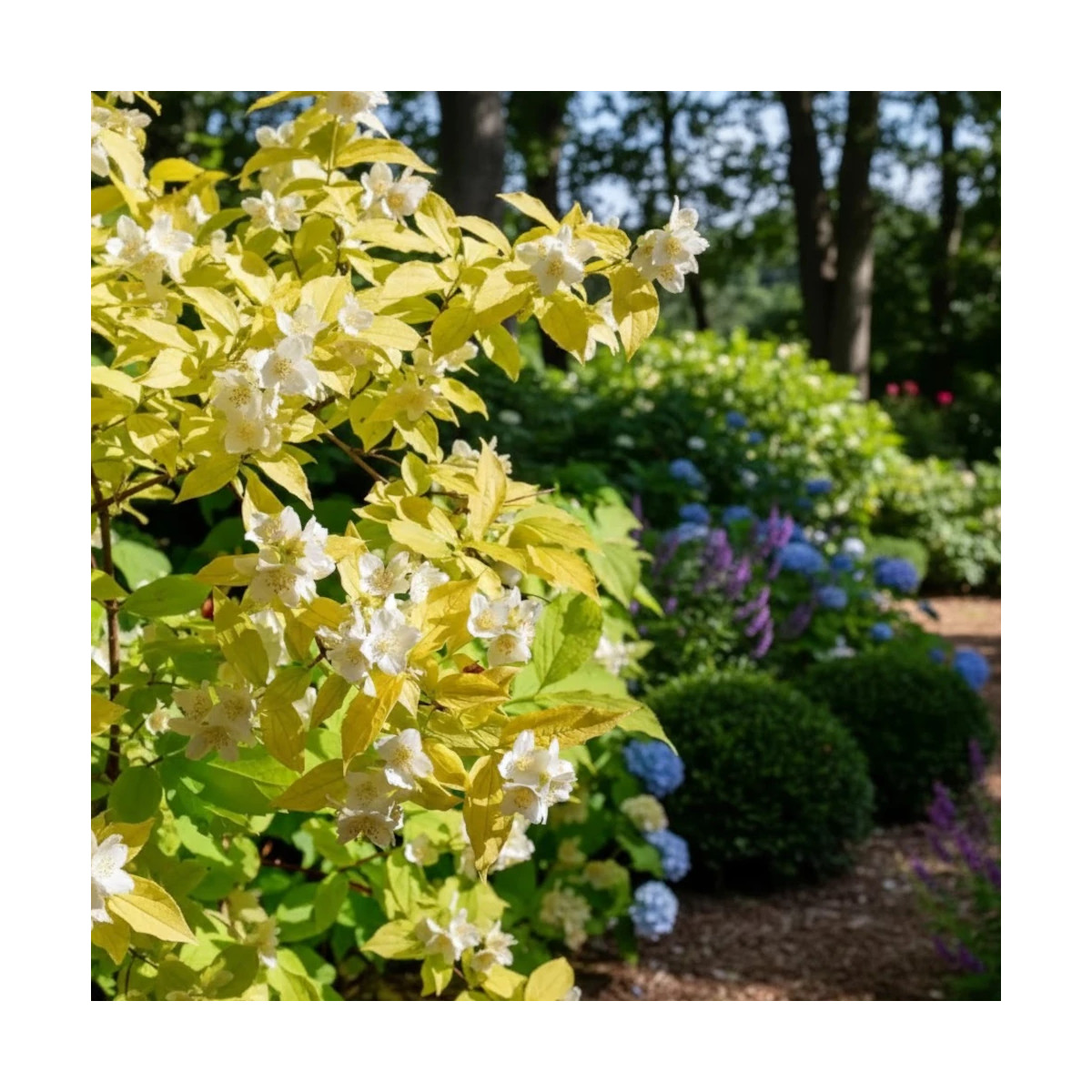 Seringat commun doré, Philadelphus