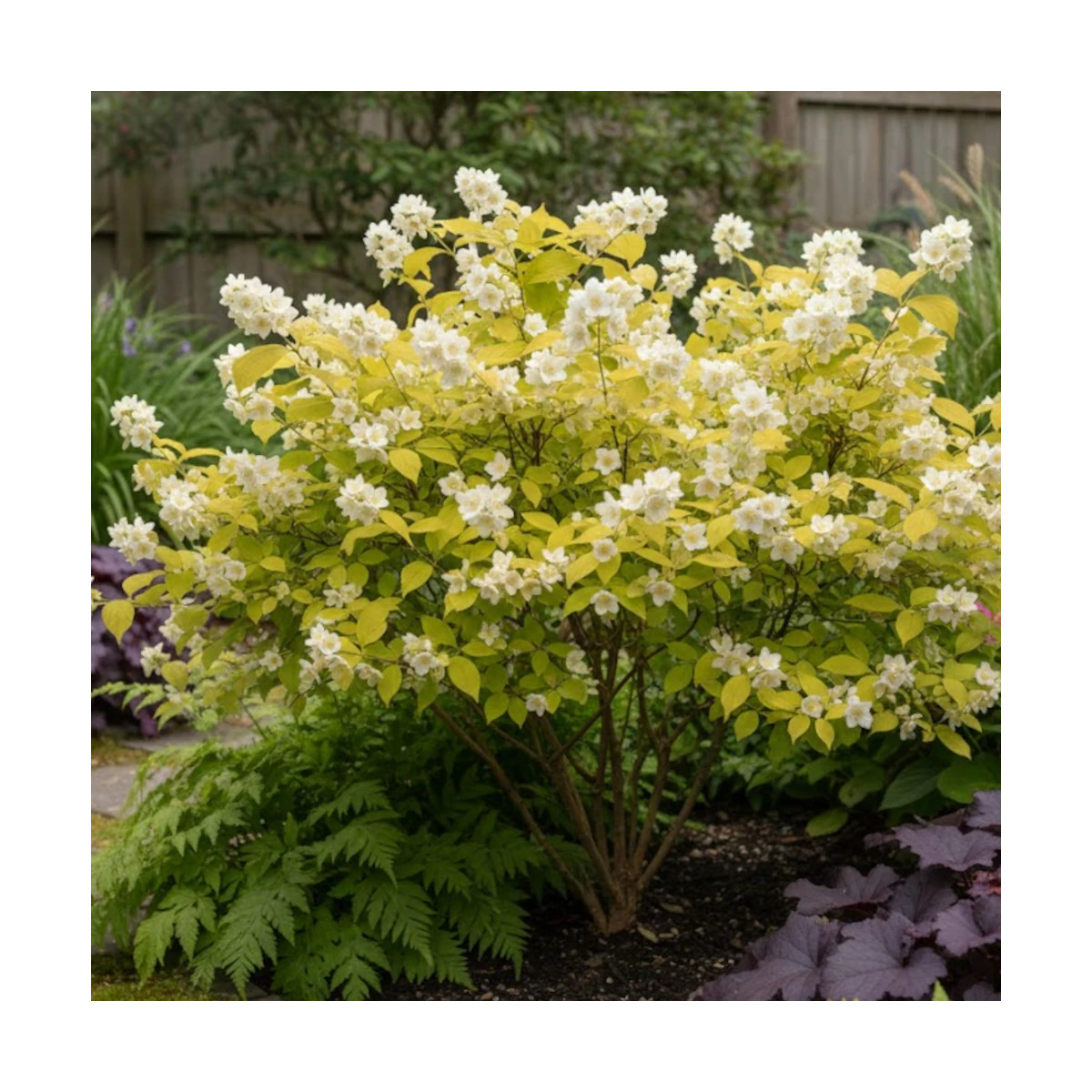 Seringat commun doré, Philadelphus