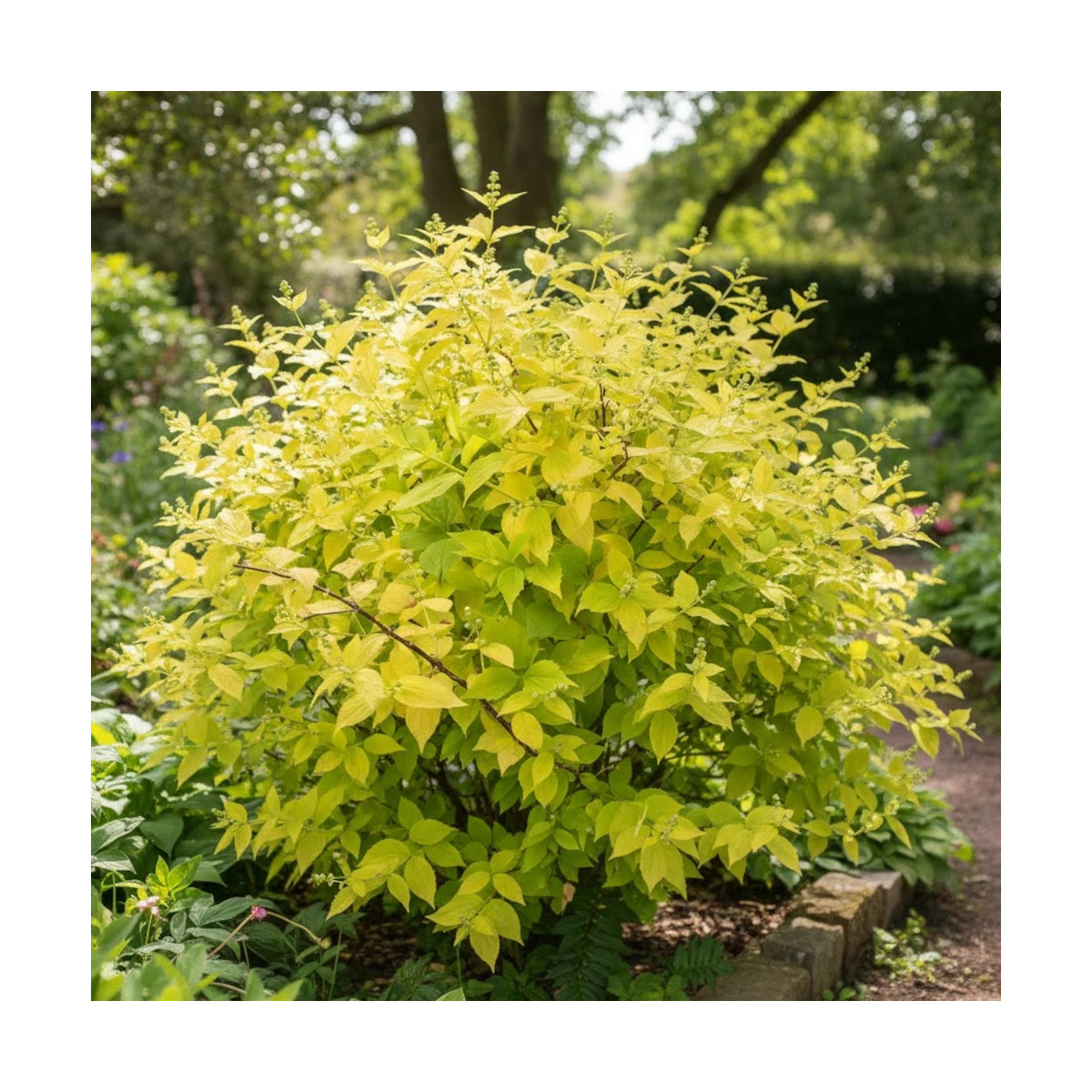Seringat commun doré, Philadelphus
