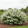 Seringat des jardins Belle Etoile, Philadelphus