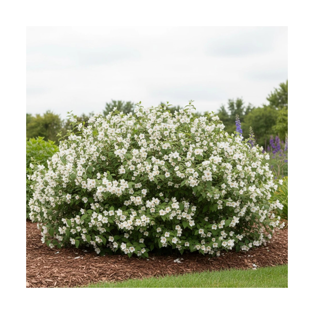 Seringat des jardins Belle Etoile, Philadelphus Seringat des jardins Belle Etoile, Philadelphus