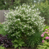 Seringat des jardins Belle Etoile - SILENCE, ça pousse !, Philadelphus