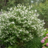 Seringat des jardins Manteau d\'Hermine, Philadelphus