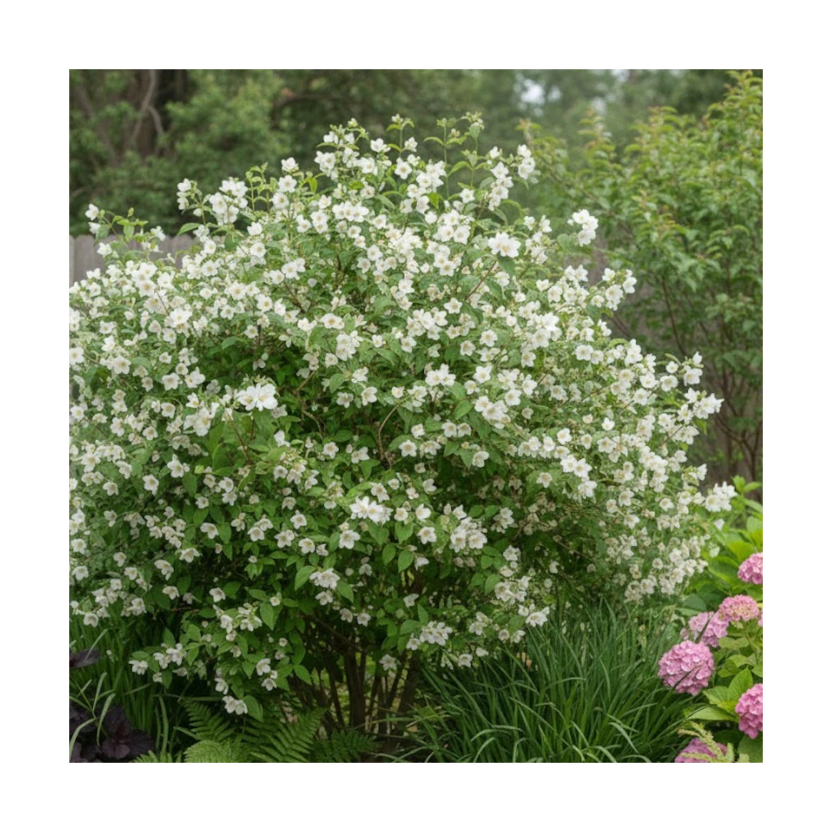 Seringat des jardins Manteau d'Hermine, Philadelphus Seringat des jardins Manteau d'Hermine, Philadelphus