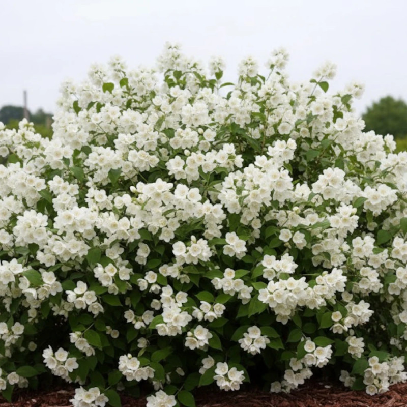 Seringat des jardins Manteau d'Hermine, Philadelphus