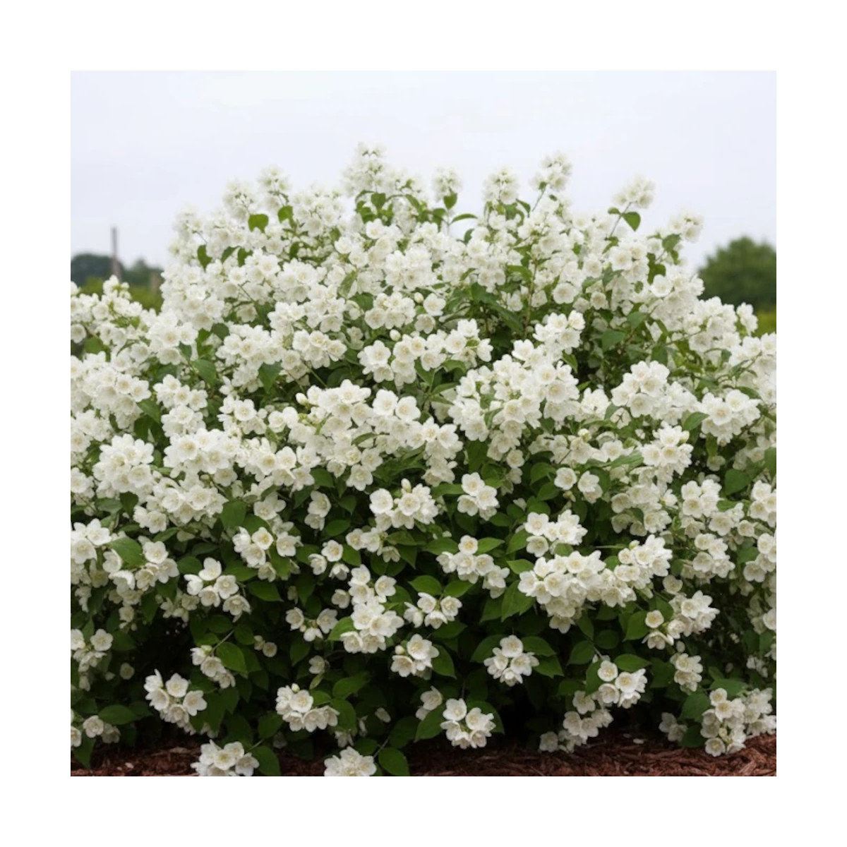 Seringat des jardins Manteau d'Hermine, Philadelphus Seringat des jardins Manteau d'Hermine, Philadelphus