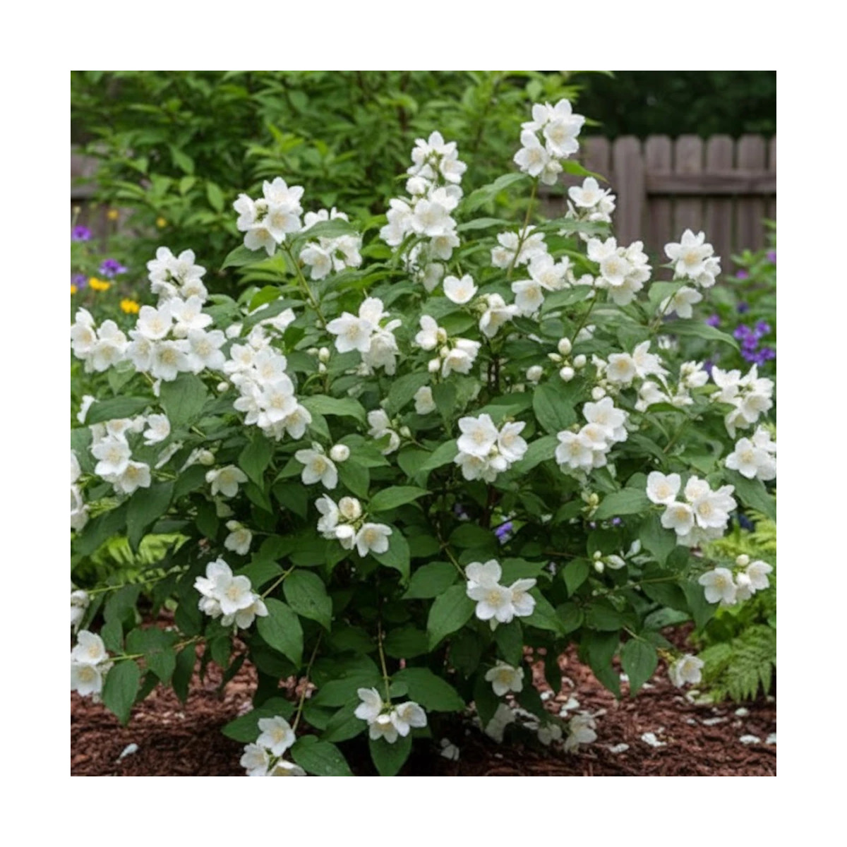 Seringat des jardins Manteau d'Hermine, Philadelphus Seringat des jardins Manteau d'Hermine, Philadelphus