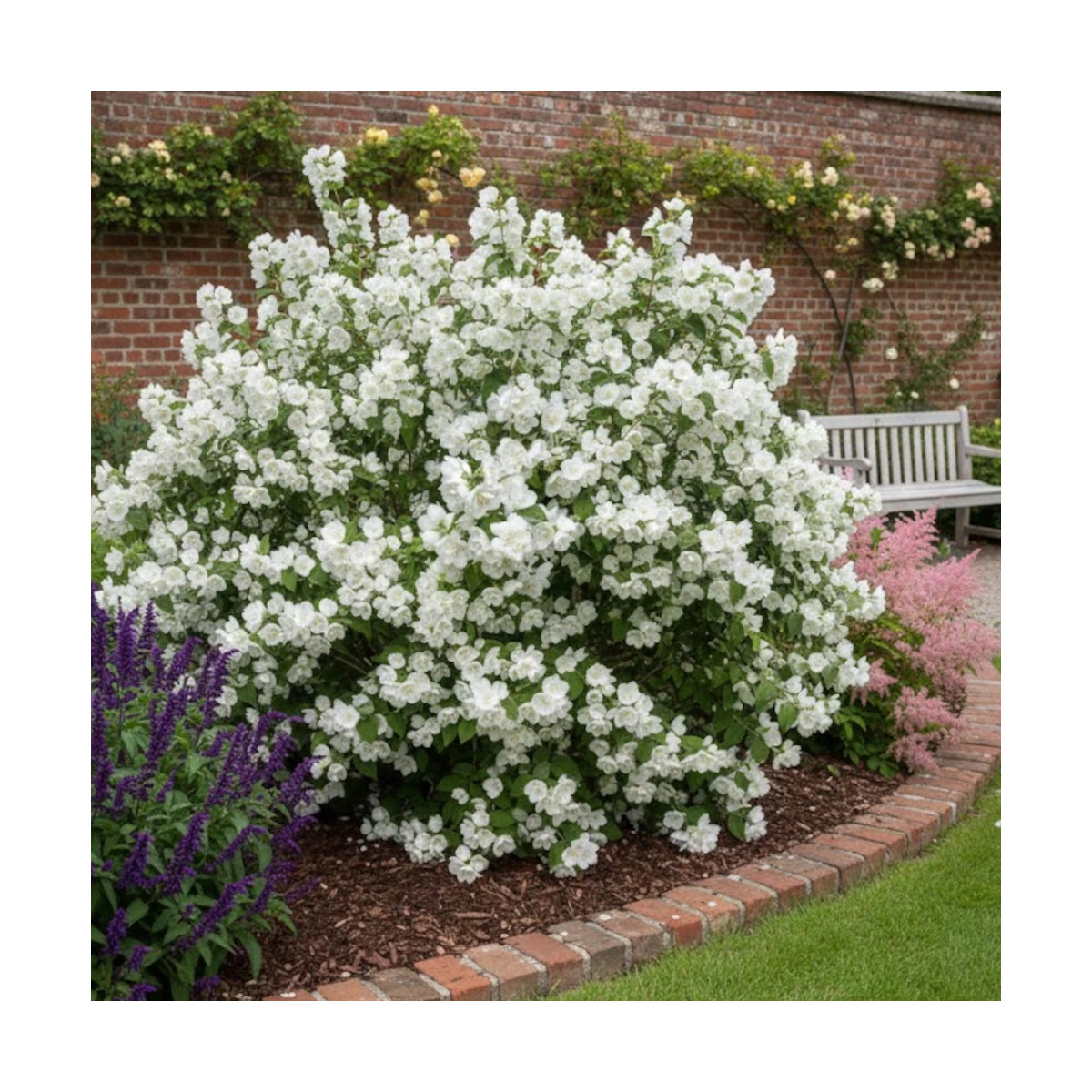 Seringat des jardins Mrs El Robinson, Philadelphus Seringat des jardins Mrs El Robinson, Philadelphus