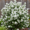 Seringat des jardins Mrs El Robinson, Philadelphus
