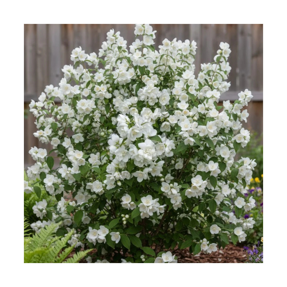 Seringat des jardins Mrs El Robinson, Philadelphus Seringat des jardins Mrs El Robinson, Philadelphus