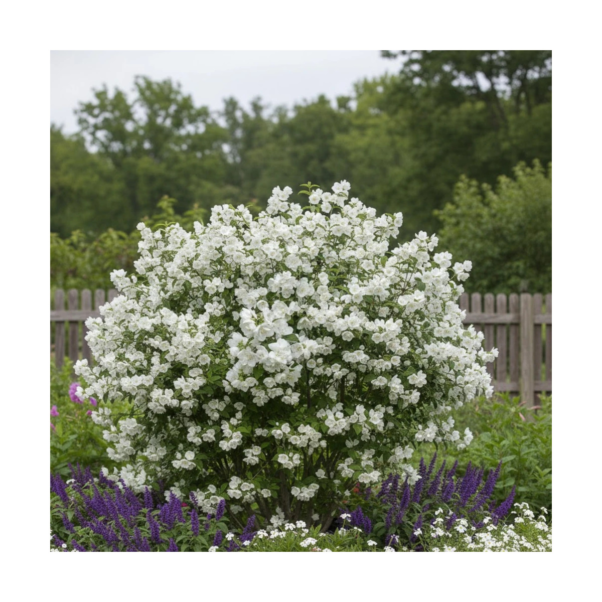 Seringat des jardins Silver Showers, Philadelphus