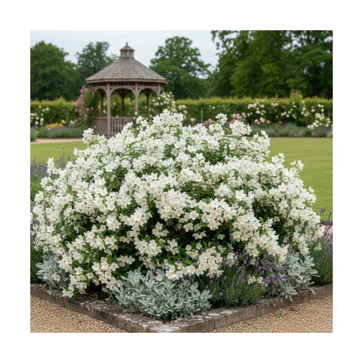 Seringat des jardins Silver Showers, Philadelphus