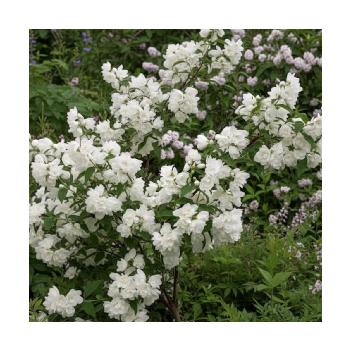 Seringat des jardins Snowbelle - SILENCE, ça pousse !, Philadelphus Seringat des jardins Snowbelle - SILENCE, ça pousse !, Philadelphus