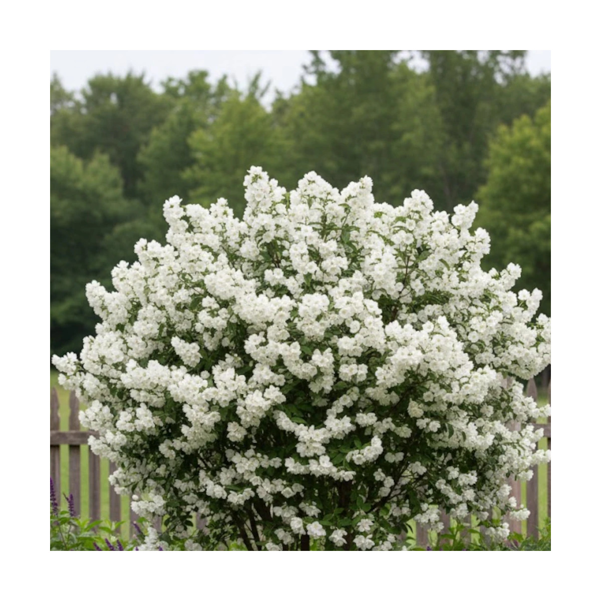 Seringat des jardins Snowbelle - SILENCE, ça pousse !, Philadelphus Seringat des jardins Snowbelle - SILENCE, ça pousse !, Philadelphus