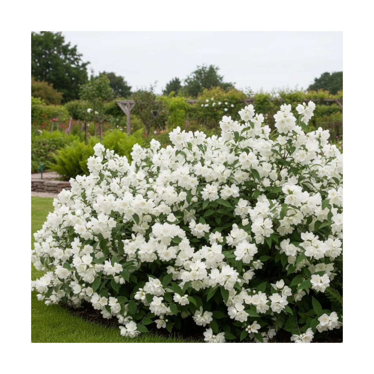 Seringat des jardins Snowbelle - SILENCE, ça pousse !, Philadelphus Seringat des jardins Snowbelle - SILENCE, ça pousse !, Philadelphus