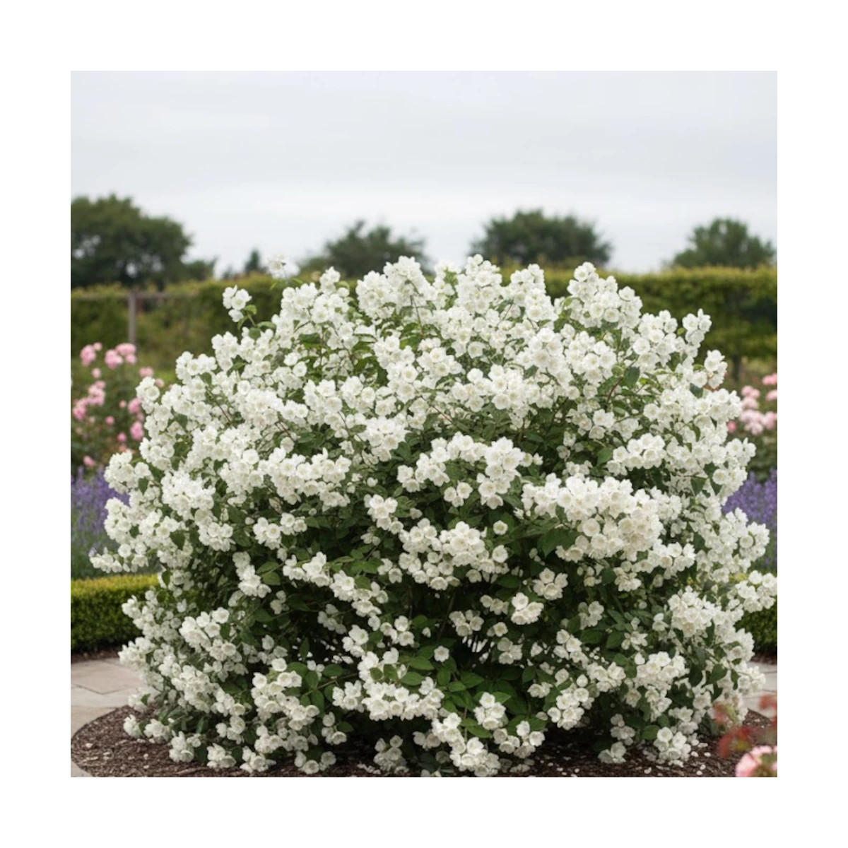 Seringat des jardins virginal, Philadelphus