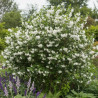 Seringat des jardins virginal, Philadelphus