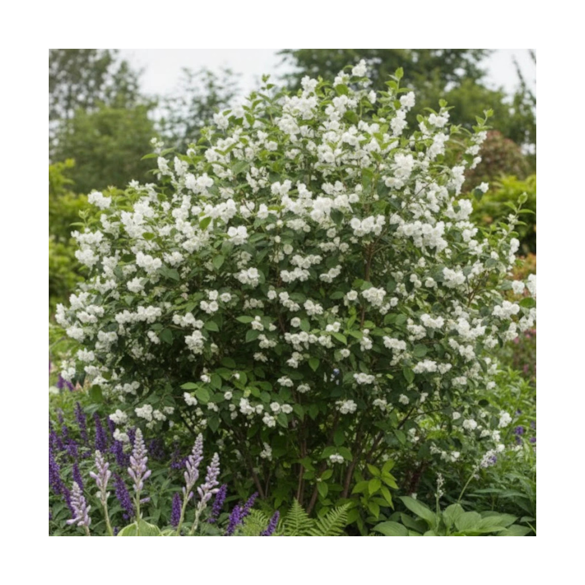 Seringat des jardins virginal, Philadelphus