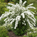 Spirée blanche - SILENCE, ça pousse !, Spiraea