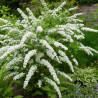 Spirée dentelée Grefsheim, Spiraea