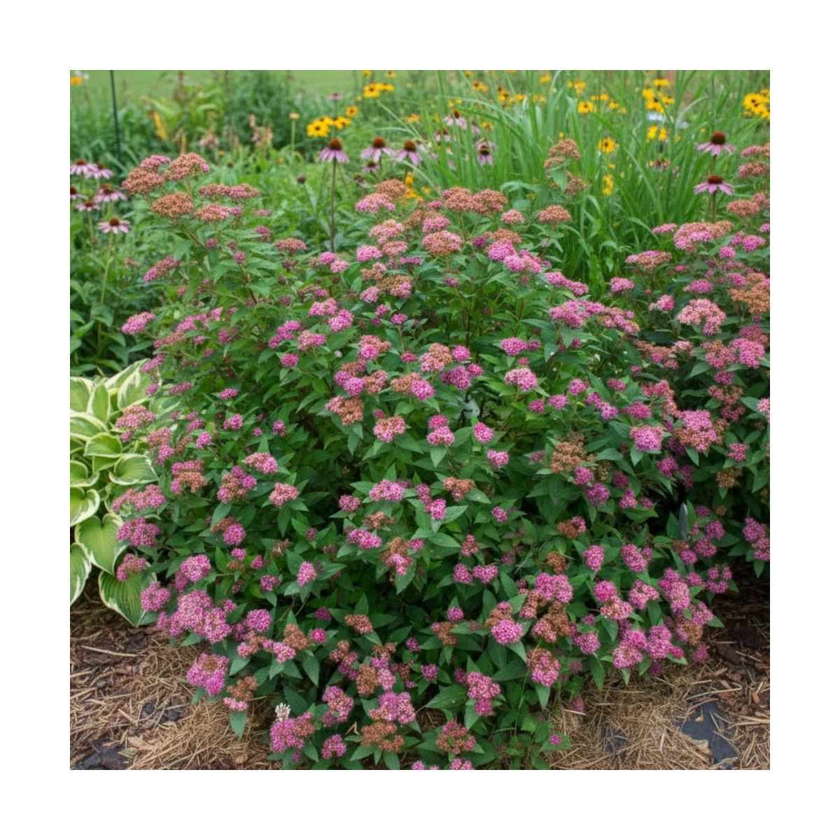 Spirée du Japon Double Play® ARTIST 'Galen', Spiraea
