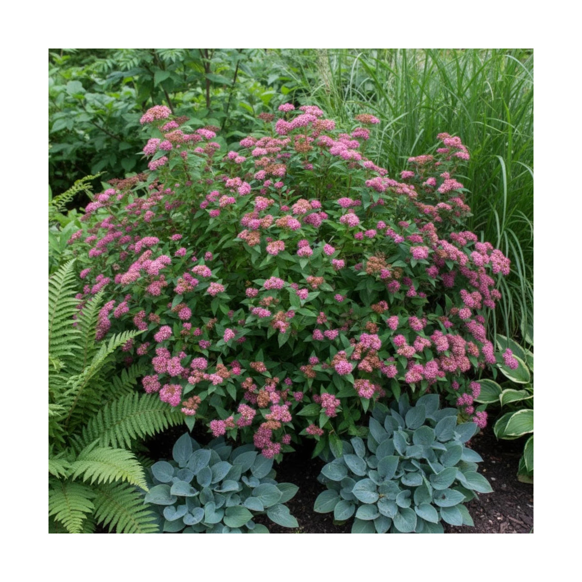 Spirée du Japon Double Play® ARTIST 'Galen', Spiraea