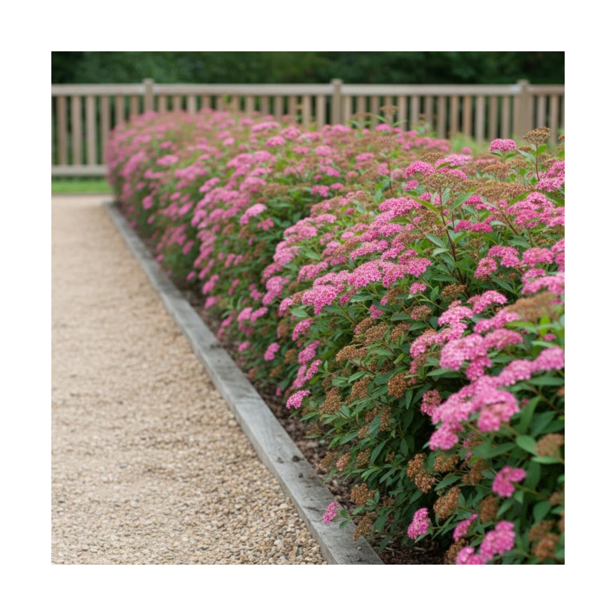 Spirée du Japon Double Play® ARTIST 'Galen', Spiraea