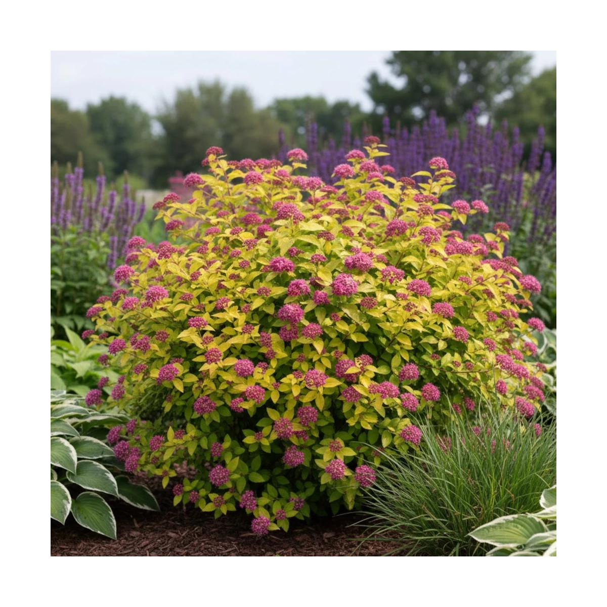Spirée du Japon Double Play® GOLD 'Yan', Spiraea Spirée du Japon Double Play® GOLD 'Yan', Spiraea