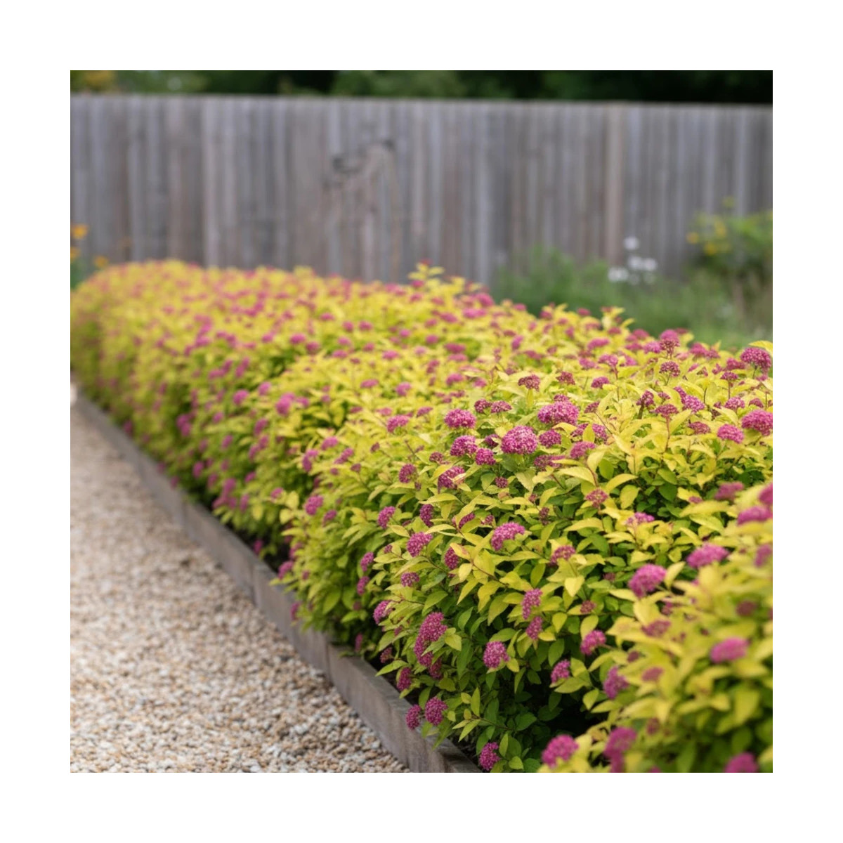 Spirée du Japon Double Play® GOLD 'Yan', Spiraea Spirée du Japon Double Play® GOLD 'Yan', Spiraea