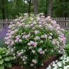 Spirée du Japon Little Princess - SILENCE, ça pousse !, Spiraea