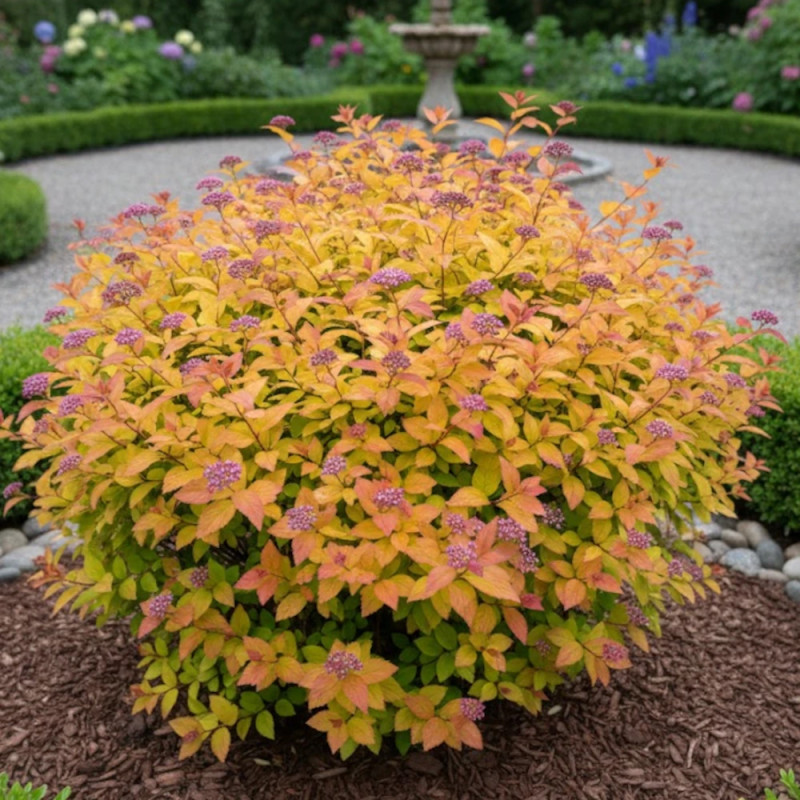 Spirée du Japon Magic Carpet® 'Walbuma', Spiraea