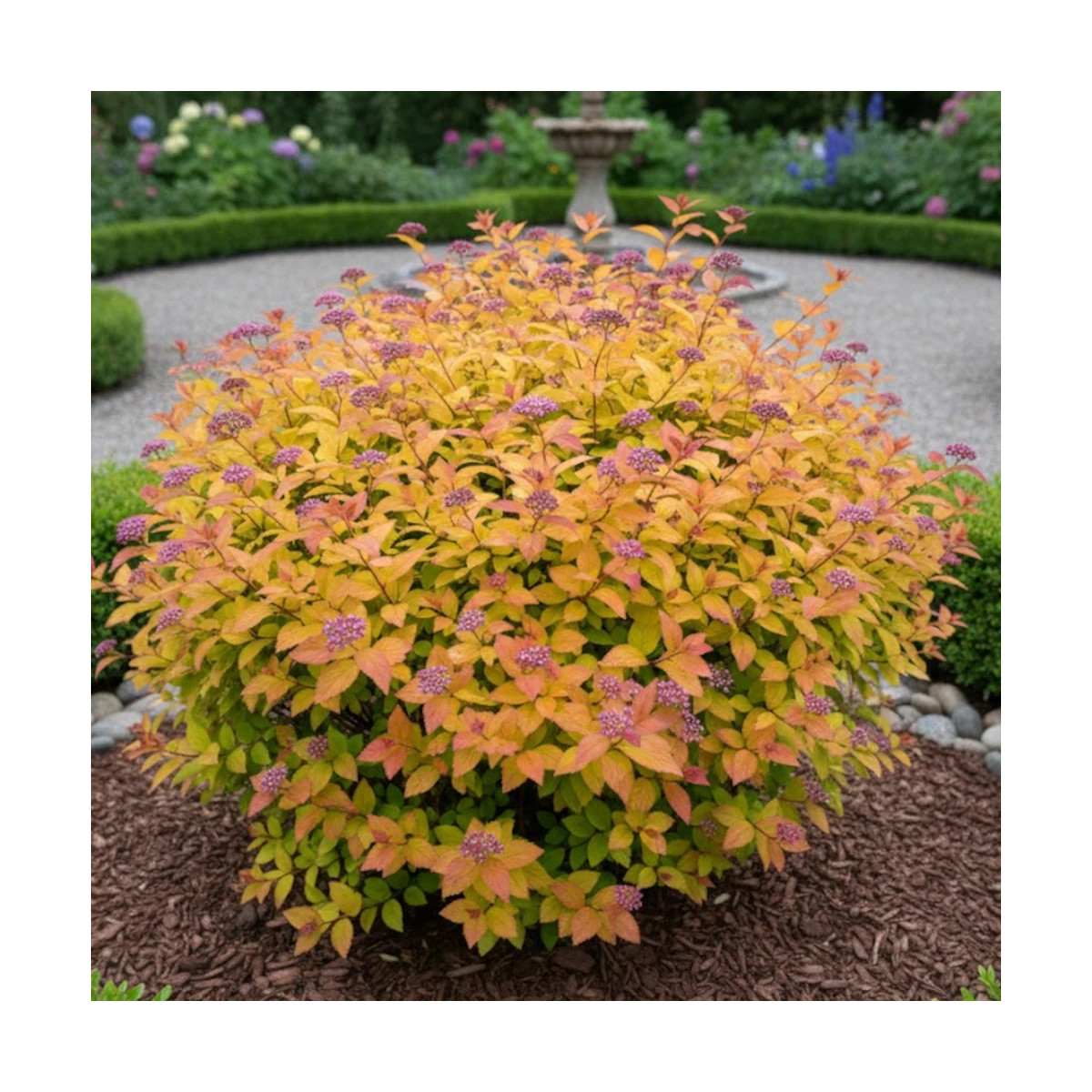 Spirée du Japon Magic Carpet® 'Walbuma', Spiraea Spirée du Japon Magic Carpet® 'Walbuma', Spiraea