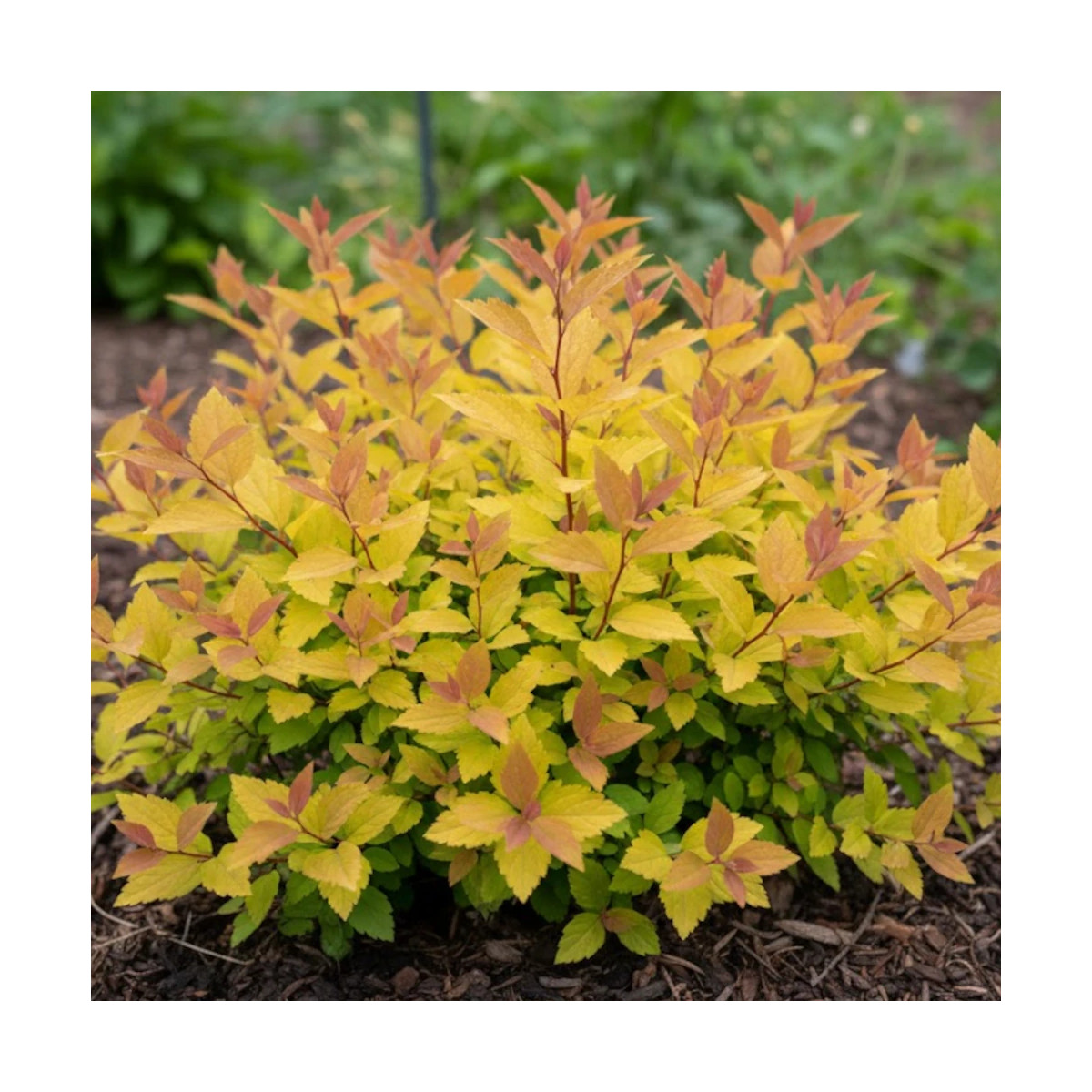 Spirée du Japon Magic Carpet® 'Walbuma', Spiraea Spirée du Japon Magic Carpet® 'Walbuma', Spiraea