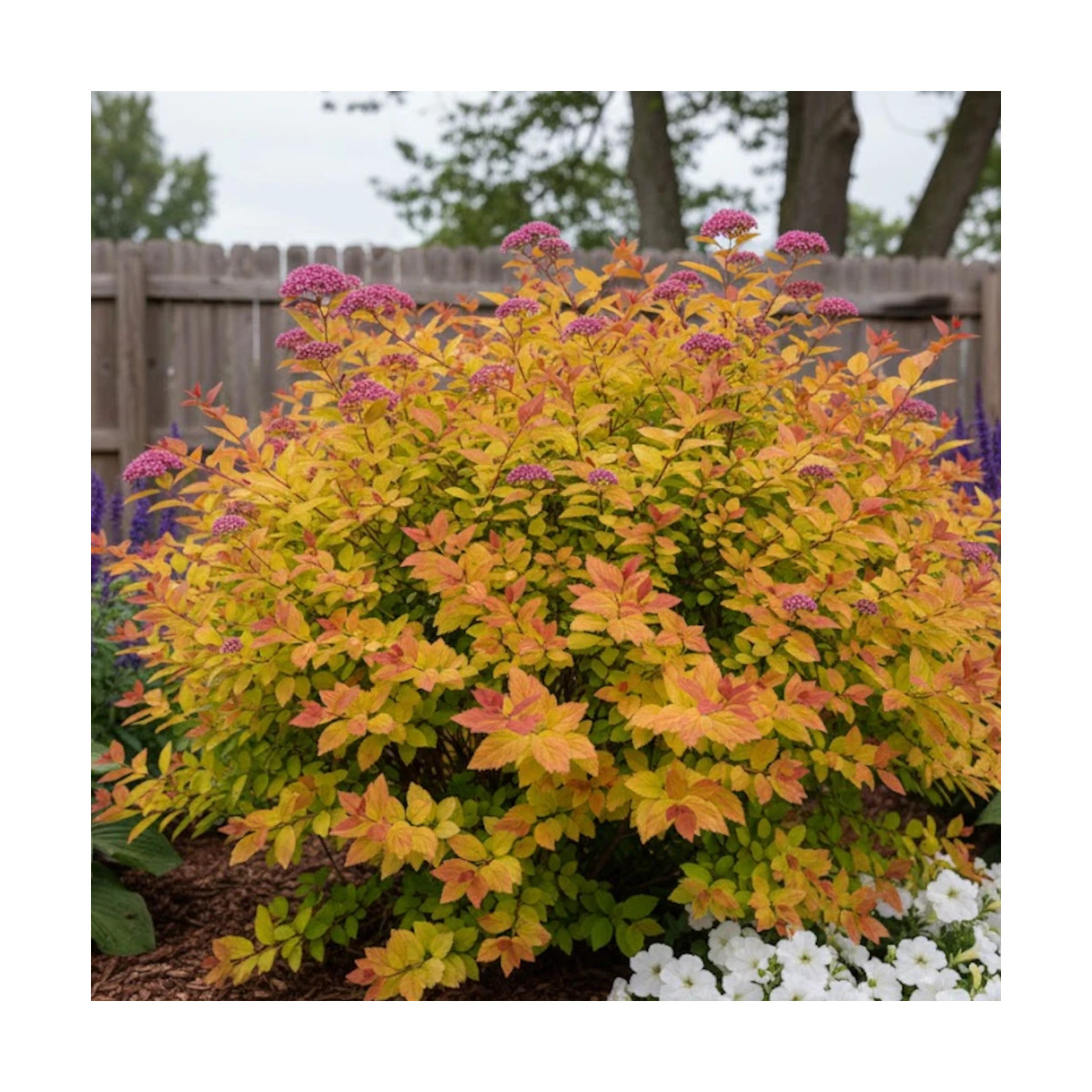 Spirée du Japon Magic Carpet® 'Walbuma', Spiraea Spirée du Japon Magic Carpet® 'Walbuma', Spiraea