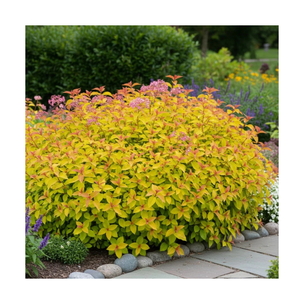 Spirée du Japon Merlo® Gold ' Davcop04', Spiraea
