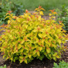 Spirée du Japon Merlo® Gold \' Davcop04\', Spiraea