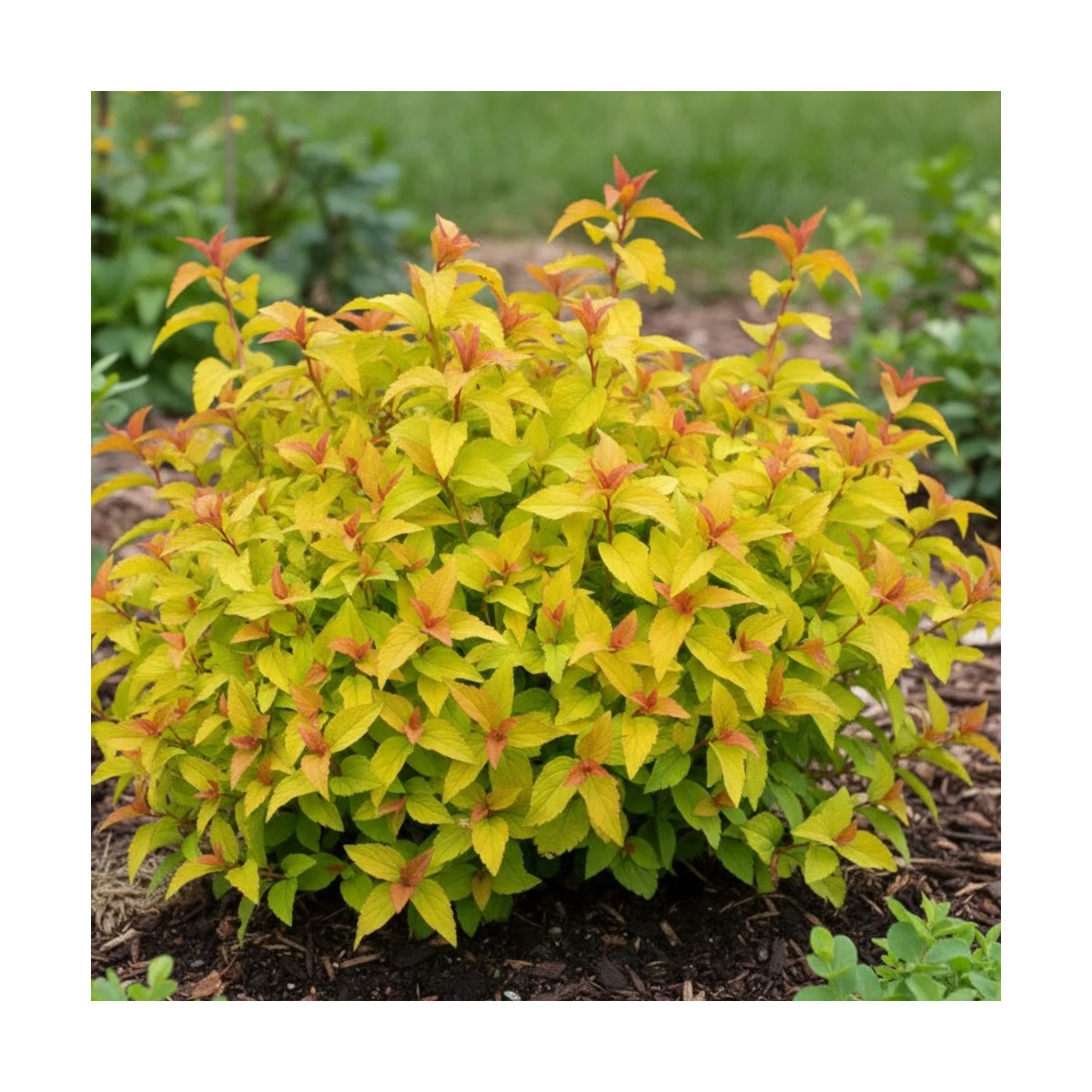 Spirée du Japon Merlo® Gold ' Davcop04', Spiraea