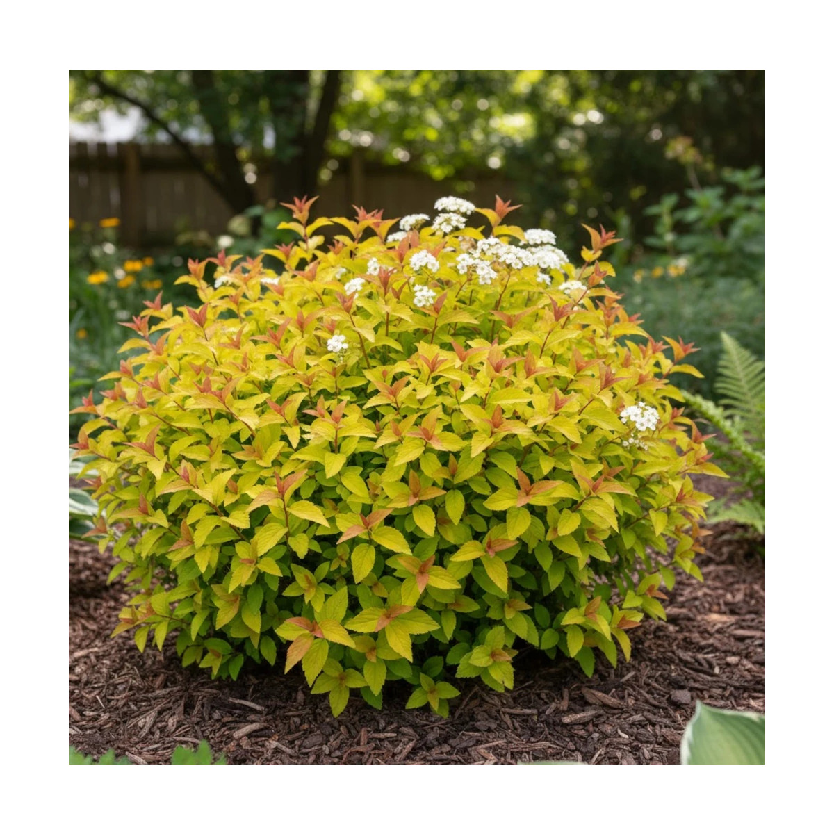 Spirée du Japon Merlo® Gold ' Davcop04', Spiraea
