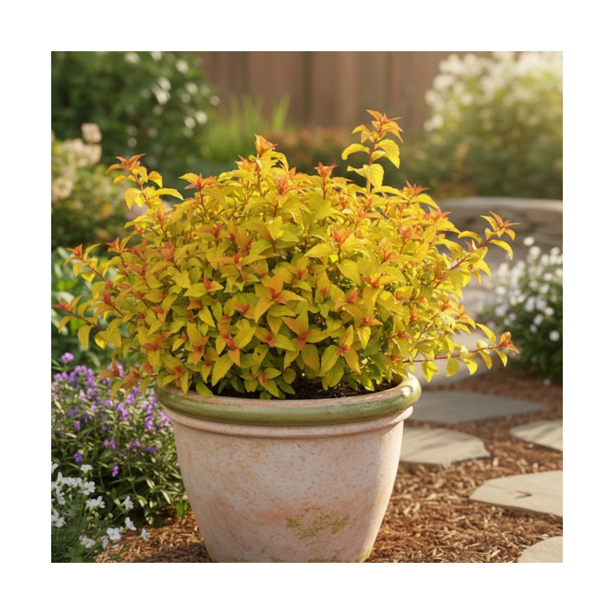 Spirée du Japon Merlo® Gold ' Davcop04', Spiraea