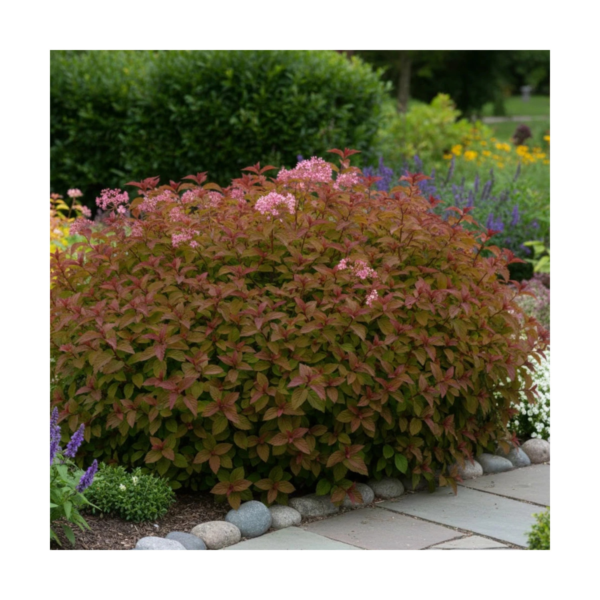 Spirée du Japon Merlo® Green 'Davrou01', Spiraea Spirée du Japon Merlo® Green 'Davrou01', Spiraea
