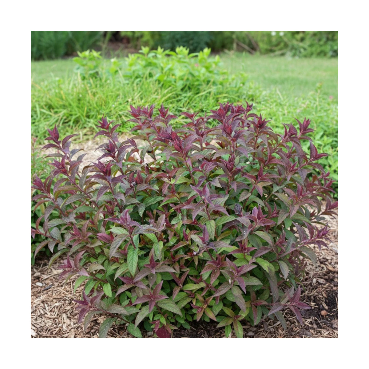 Spirée du Japon Merlo® Green 'Davrou01', Spiraea Spirée du Japon Merlo® Green 'Davrou01', Spiraea