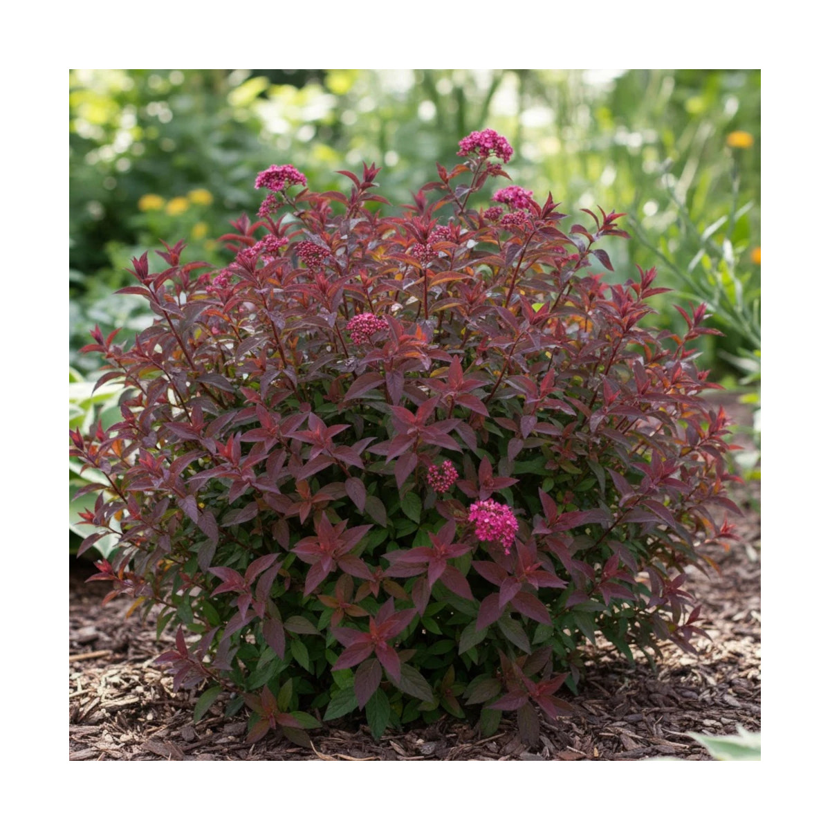 Spirée du Japon Merlo® Green 'Davrou01', Spiraea Spirée du Japon Merlo® Green 'Davrou01', Spiraea
