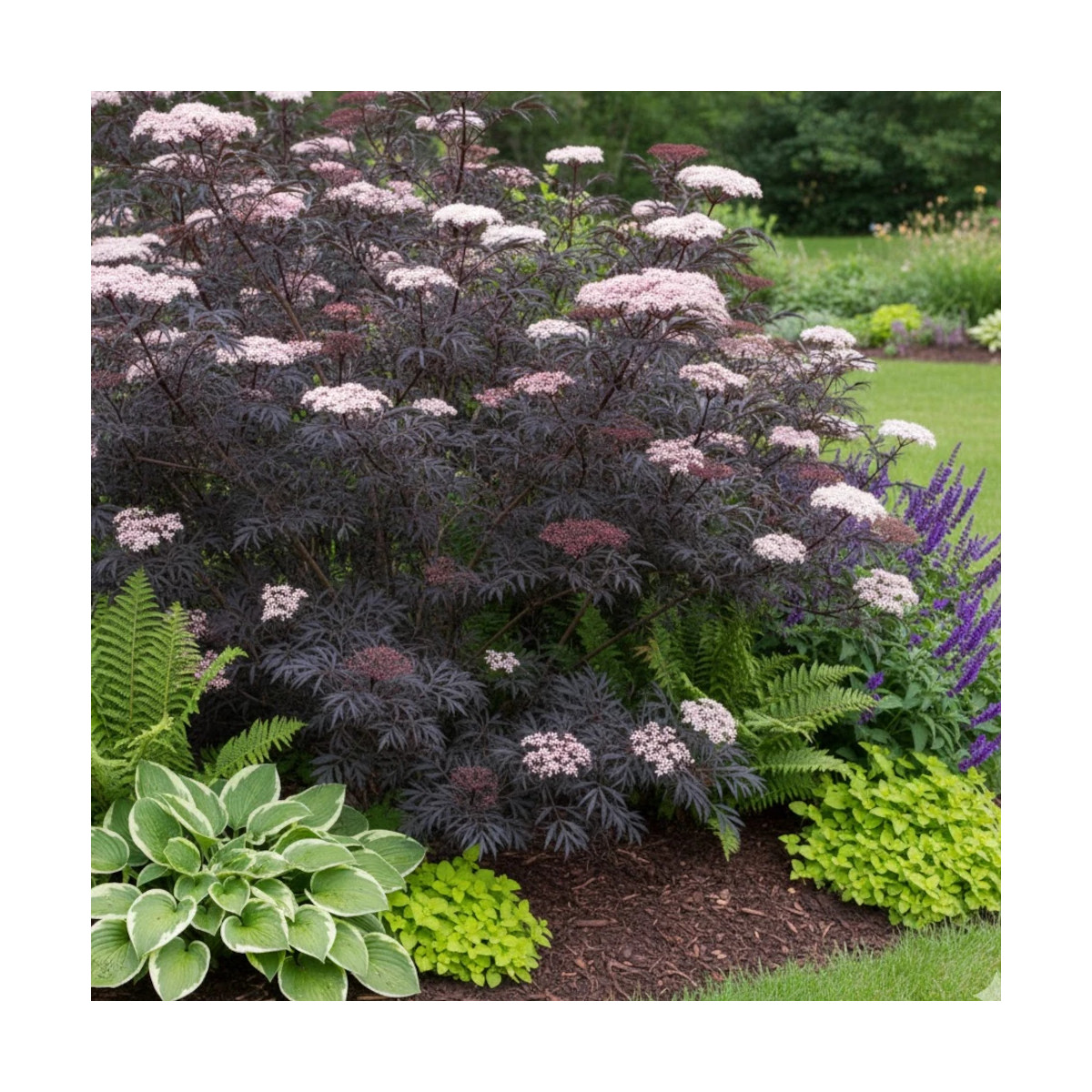 Sureau noir Laced Up® 'SNR 1292', Sambucus Sureau noir Laced Up® 'SNR 1292', Sambucus
