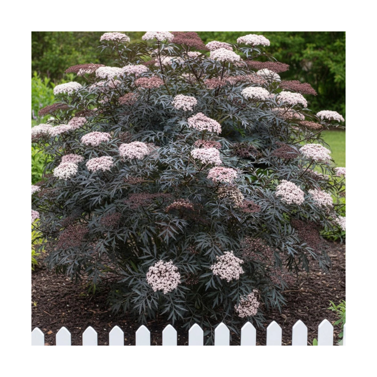Sureau noir Laced Up® 'SNR 1292', Sambucus Sureau noir Laced Up® 'SNR 1292', Sambucus