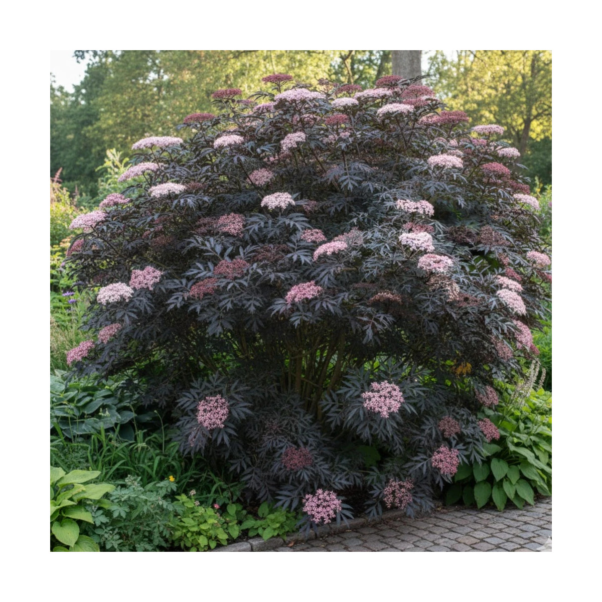 Sureau noir Laced Up® 'SNR 1292', Sambucus Sureau noir Laced Up® 'SNR 1292', Sambucus