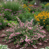 Symphorine Hancock, Symphoricarpos