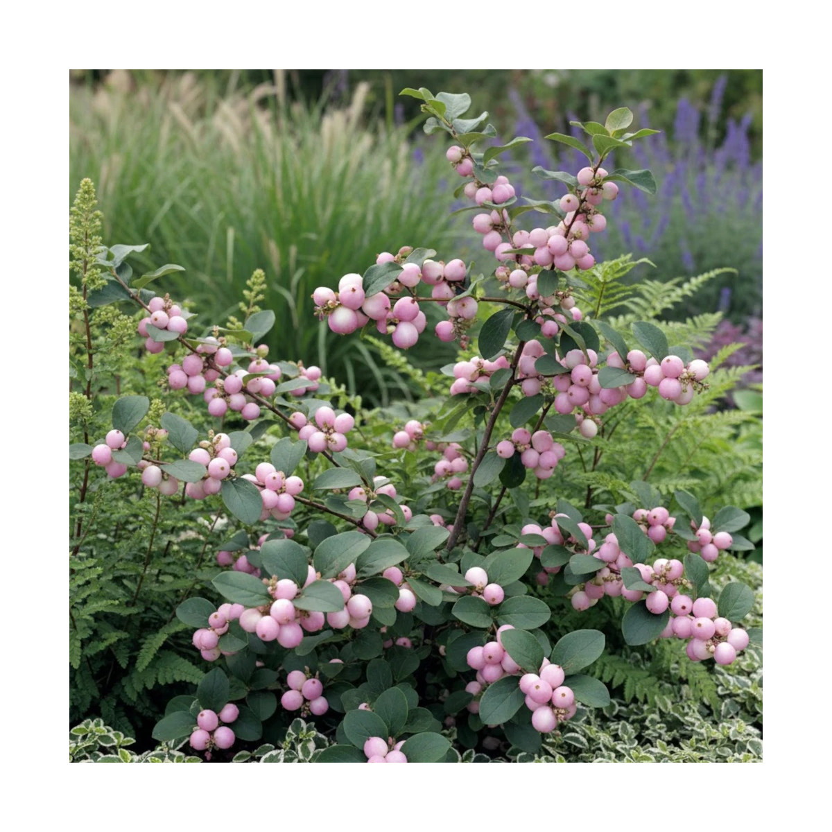 Symphorine Hancock, Symphoricarpos Symphorine Hancock, Symphoricarpos