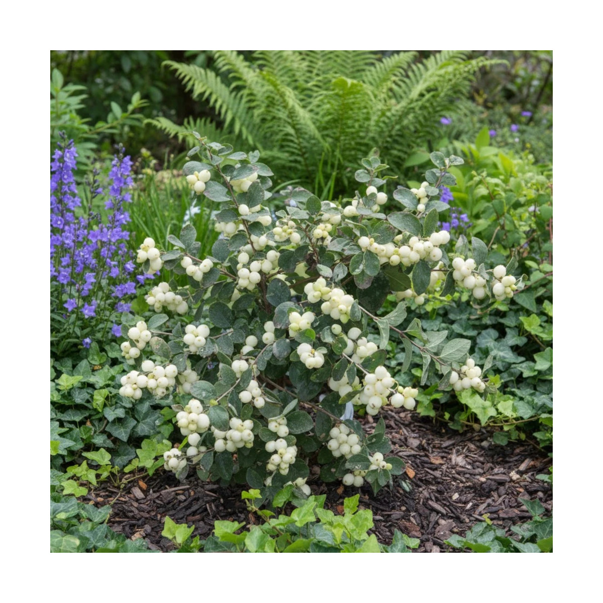 Symphorine Magical® Galaxy 'Kolmgala', Symphoricarpos