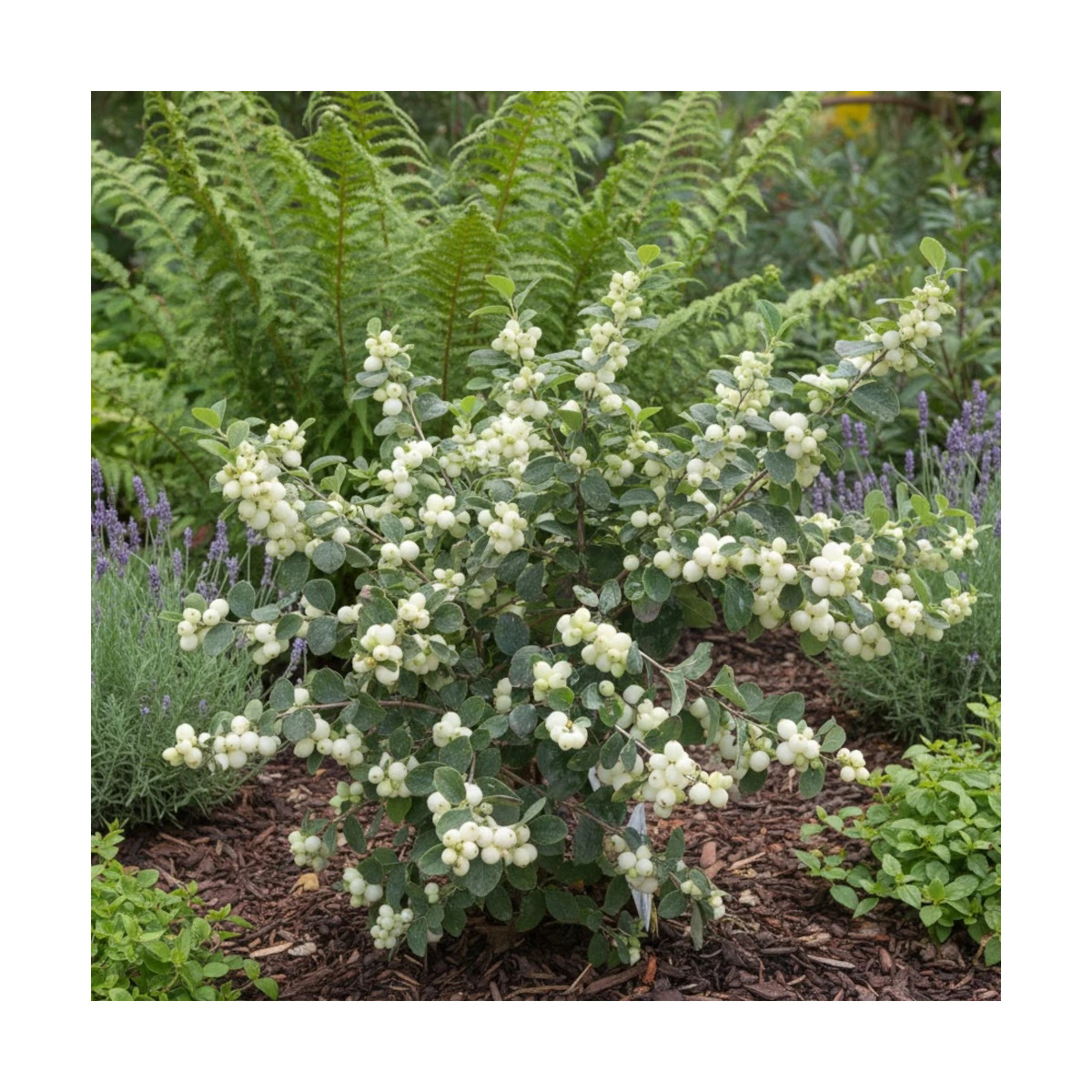 Symphorine Magical® Galaxy 'Kolmgala', Symphoricarpos